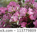 Azalea 113779809