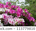 Azalea 113779810