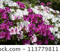 Azalea 113779811