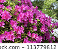 Azalea 113779812