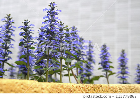 Ajuga reptans 盛開 SDGs 住宅園藝圖像 Ajuga reptans 盛開 SDGs 住宅園藝圖像 113779862