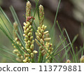 Pine flowers 113779881