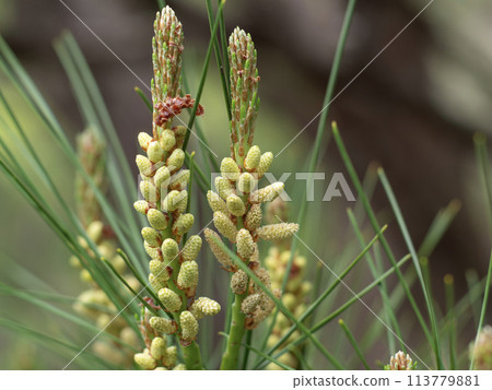Pine flowers 113779881
