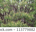 Pine flowers 113779882