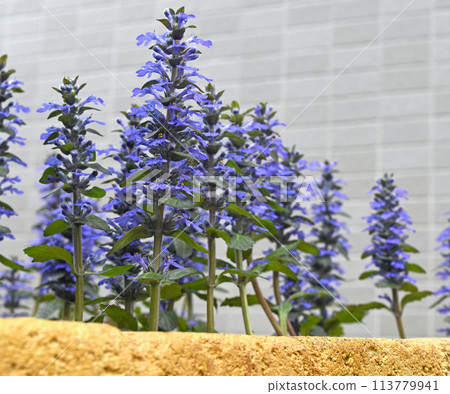 Ajuga reptans in full bloom SDGs Residential gardening image Ajuga reptans in full bloom SDGs Residential gardening image 113779941