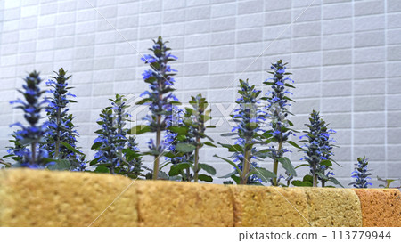 Ajuga reptans in full bloom SDGs Residential gardening image Ajuga reptans in full bloom SDGs Residential gardening image 113779944