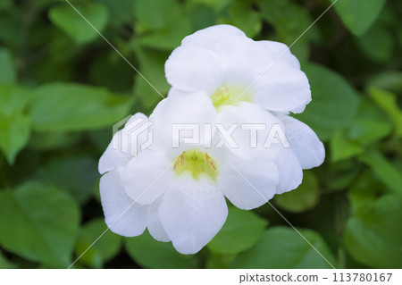 White petal flowers White petal flowers 113780167