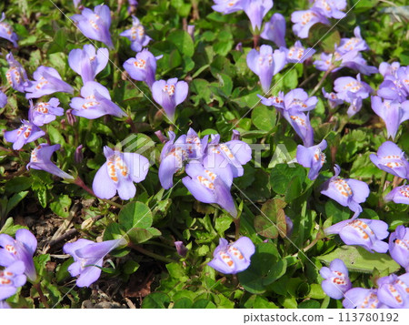 草坪上盛開的“紫鷺苔” 草坪上盛開的“紫鷺苔” 113780192