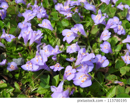 Purple moss in full bloom on the lawn Purple moss in full bloom on the lawn 113780195