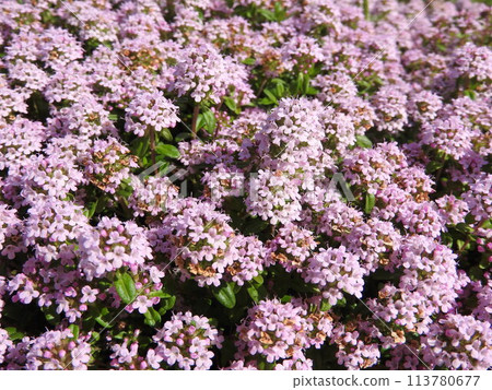 盛開的“匍匐時間”覆蓋一側 盛開的“匍匐時間”覆蓋一側 113780677