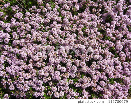 盛開的“匍匐時間”覆蓋一側 113780679