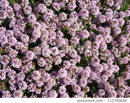 盛開的“匍匐時間”覆蓋一側 113780680