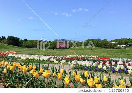 [Kagawa Prefecture] Spring National Sanuki Manno Park (tulip field) 113780820