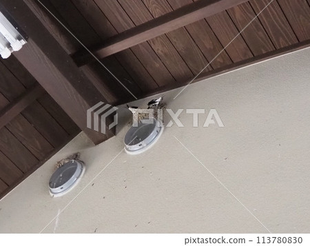 燕窩建築 燕窩 春天的日本風景 113780830