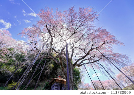 The red crown Jizoku cherry tree The red crown Jizoku cherry tree 113780909