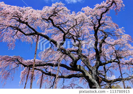 The red crown Jizoku cherry tree 113780915