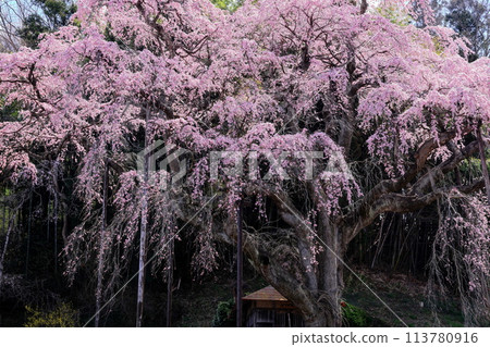 The red crown Jizoku cherry tree 113780916