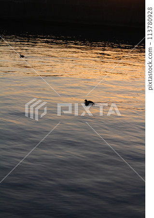 Ducks swimming on the surface of the water at a fishing port at sunrise Ducks swimming on the surface of the water at a fishing port at sunrise 113780928