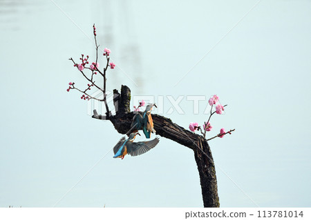 A kingfisher carrying food in its mouth and heading for a perch on a red plum tree. (Composite) A kingfisher carrying food in its mouth and heading for a perch on a red plum tree. (Composite) 113781014