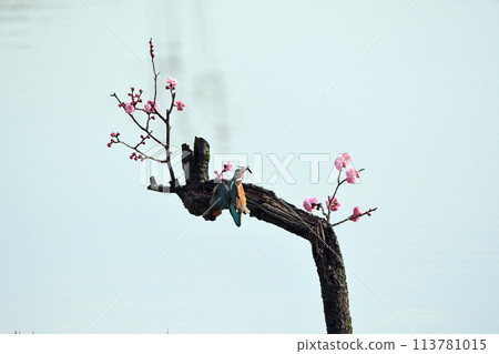 A kingfisher perches on a red plum tree with food in its mouth. 113781015