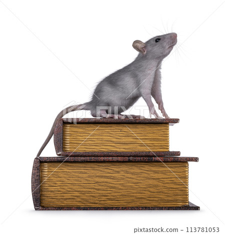 Rat with books on white background 113781053
