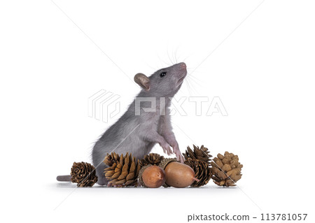 Rat autumn style on white background 113781057