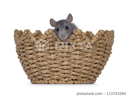 Rat is basket on white 113781060