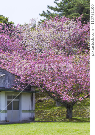 Spring scenery of a park with cherry blossoms in bloom, Aoshima, Tottori Prefecture 113781100