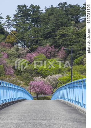 鳥取縣青島櫻花盛開的春天公園風景 鳥取縣青島櫻花盛開的春天公園風景 113781103