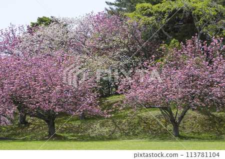 鳥取縣青島櫻花盛開的春天公園風景 鳥取縣青島櫻花盛開的春天公園風景 113781104
