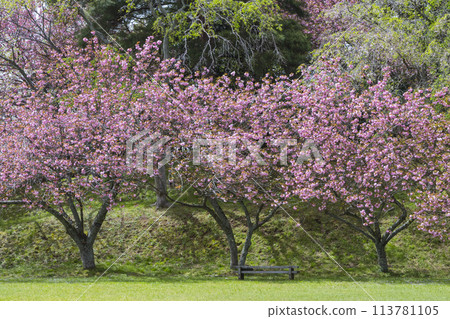 鳥取縣青島櫻花盛開的春天公園風景 鳥取縣青島櫻花盛開的春天公園風景 113781105