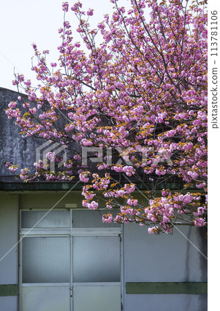 鳥取縣青島櫻花盛開的春天公園風景 鳥取縣青島櫻花盛開的春天公園風景 113781106