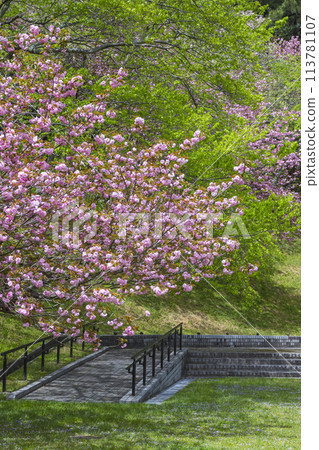 鳥取縣青島櫻花盛開的春天公園風景 鳥取縣青島櫻花盛開的春天公園風景 113781107