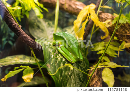 The back of a frog living in a wetland The back of a frog living in a wetland 113781138