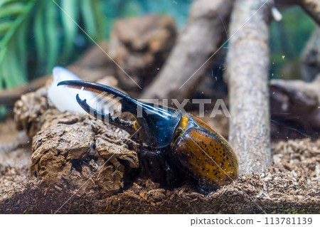 Hercules beetle lives in the tropical rainforest Hercules beetle lives in the tropical rainforest 113781139