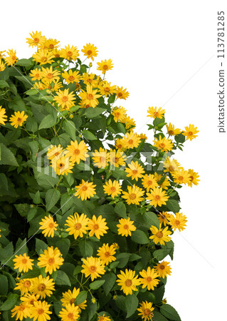 Yellow Helianthus Flowers Bush on White Background 113781285
