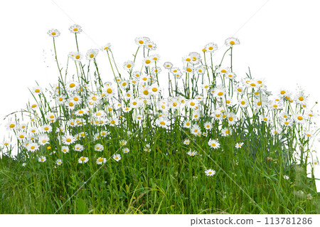 White Daisy Flowers Isolated on White Background 113781286