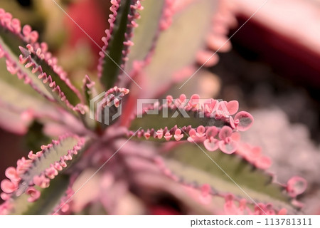 Succulent close-up, amazing beauty Kalanchoe Degremona pink butterflies Succulent close-up, amazing beauty Kalanchoe Degremona pink butterflies 113781311