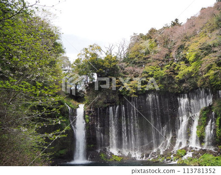 Shiraito Falls Spring tourism Sakura season travel Shiraito Falls Spring tourism Sakura season travel 113781352