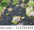 Shiraito Falls Spring tourism Sakura season travel 113781404