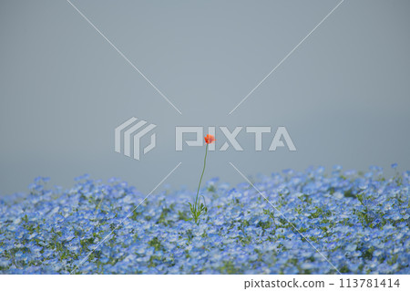 Nemophila 和一朵罌粟 113781414