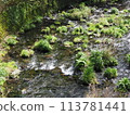 Shiraito Falls Spring tourism Sakura season travel 113781441