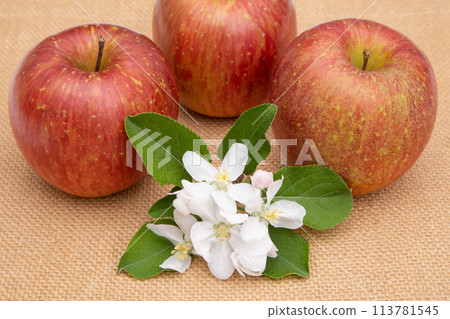 Sun Fuji (flowers and fruit) 113781545