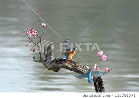 Red plum blossoms and a pair of kingfishers. 113781571