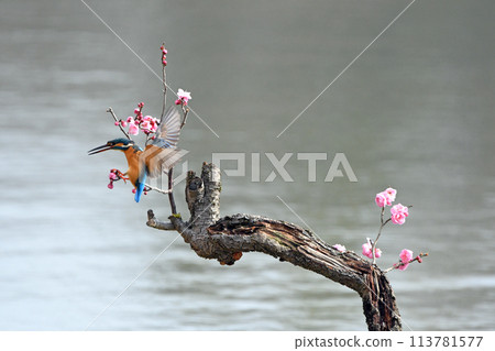 翠鳥在紅梅花叢中盤旋。 翠鳥在紅梅花叢中盤旋。 113781577