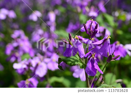 Giant lily of the valley (Brassicaceae family, Brassicaceae genus) Also known as Shokatsusai Giant lily of the valley (Brassicaceae family, Brassicaceae genus) Also known as Shokatsusai 113781628