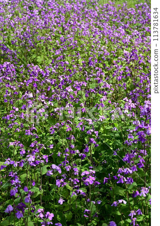 Giant lily of the valley (Brassicaceae family, Brassicaceae genus) Also known as Shokatsusai Giant lily of the valley (Brassicaceae family, Brassicaceae genus) Also known as Shokatsusai 113781634