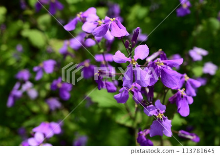 Giant lily of the valley (Brassicaceae family, Brassicaceae genus) Also known as Shokatsusai Giant lily of the valley (Brassicaceae family, Brassicaceae genus) Also known as Shokatsusai 113781645