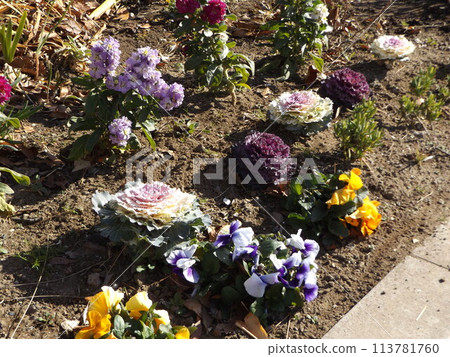 千葉市提供的苗木、堇菜、葉鈕扣 113781760