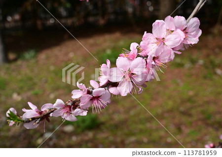 杏仁(薔薇科、李屬)扁桃體 杏仁(薔薇科、李屬)扁桃體 113781959